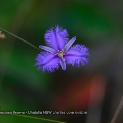 Thysanotus tuberosus subsp. tuberosus (Common Fringe-lily) at South Pacific Heathland Reserve - 5 Apr 2018 by CharlesDove