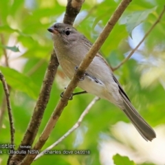 Pachycephala pectoralis (Golden Whistler) at Ulladulla - Millards Creek - 4 Apr 2018 by Charles Dove