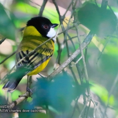 Pachycephala pectoralis (Golden Whistler) at Undefined - 5 Apr 2018 by Charles Dove