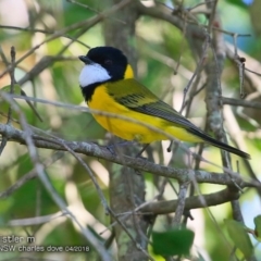 Pachycephala pectoralis at undefined - 6 Apr 2018