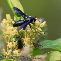 Sphex pensylvanicus (Great Black Wasp) at South Pacific Heathland Reserve - 4 Apr 2018 by CharlesDove