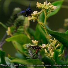 Sphex pensylvanicus at South Pacific Heathland Reserve WP03 - suppressed