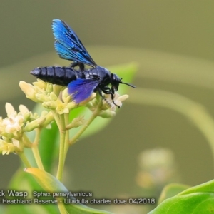 Sphex pensylvanicus at South Pacific Heathland Reserve WP03 - 4 Apr 2018