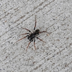 Zodariidae (family) (Ant spider or Spotted ground spider) at Paddys River, ACT - 9 May 2018 by RodDeb