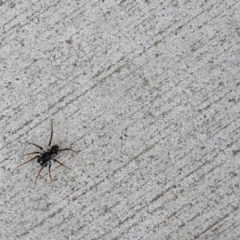 Zodariidae (family) at Paddys River, ACT - 9 May 2018