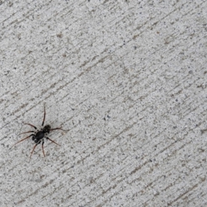 Zodariidae (family) at Paddys River, ACT - 9 May 2018