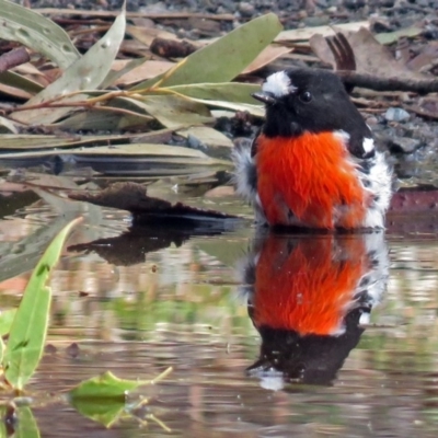 Petroica boodang (Scarlet Robin) at Paddys River, ACT - 9 May 2018 by RodDeb