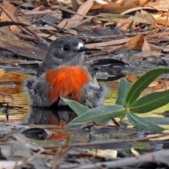 Petroica boodang at Paddys River, ACT - 9 May 2018