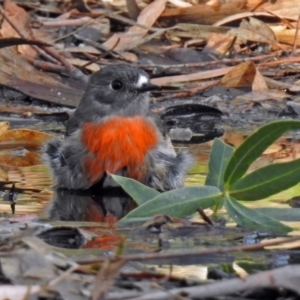 Petroica boodang at Paddys River, ACT - 9 May 2018