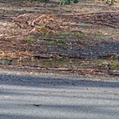 Petroica boodang at Paddys River, ACT - 9 May 2018 11:52 AM