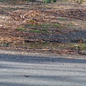 Petroica boodang at Paddys River, ACT - 9 May 2018 11:52 AM