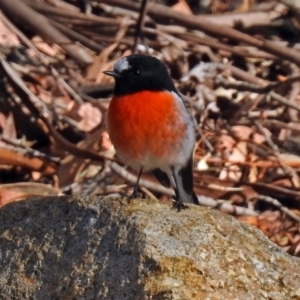 Petroica boodang at Paddys River, ACT - 9 May 2018