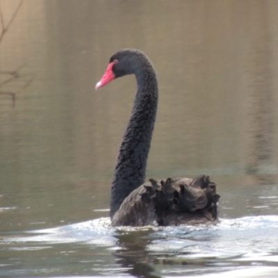 Cygnus atratus (Black Swan) at Paddys River, ACT - 9 Apr 2018 by MichaelBedingfield