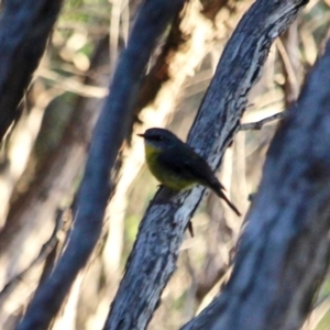 Eopsaltria australis at Tura Beach, NSW - 3 May 2018