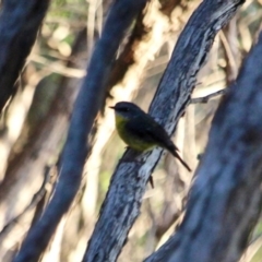 Eopsaltria australis (Eastern Yellow Robin) at North Tura Coastal Reserve - 2 May 2018 by RossMannell