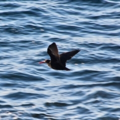 Haematopus fuliginosus (Sooty Oystercatcher) at Tura Beach, NSW - 3 May 2018 by RossMannell