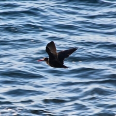 Haematopus fuliginosus (Sooty Oystercatcher) at Tura Beach, NSW - 2 May 2018 by RossMannell