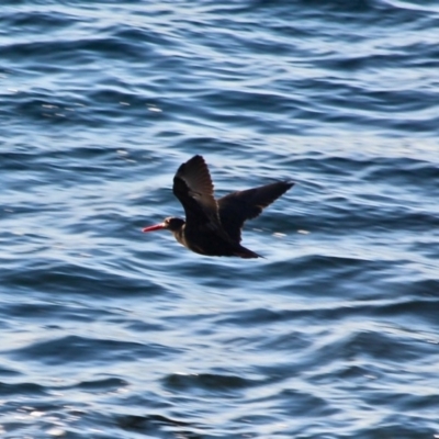 Haematopus fuliginosus (Sooty Oystercatcher) at North Tura Coastal Reserve - 2 May 2018 by RossMannell