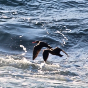 Haematopus fuliginosus at Tura Beach, NSW - suppressed