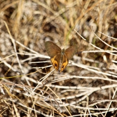 Hypocysta metirius (Brown Ringlet) at Tura Beach, NSW - 3 May 2018 by RossMannell