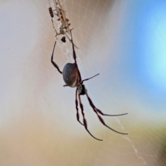 Trichonephila edulis (Golden orb weaver) at Tura Beach, NSW - 2 May 2018 by RossMannell