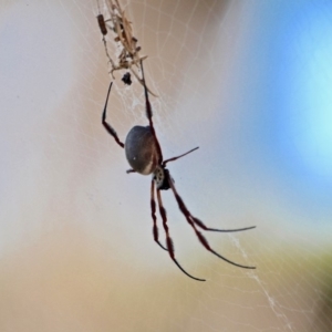 Trichonephila edulis at North Tura - 3 May 2018