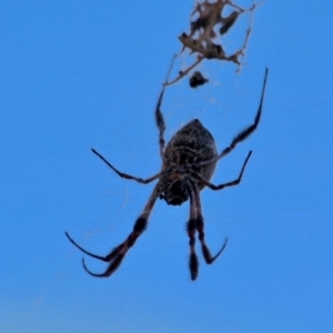 Trichonephila edulis at North Tura - 3 May 2018