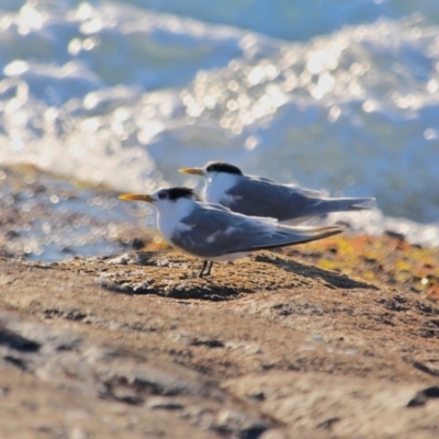 Thalasseus bergii (Crested Tern) at Tura Beach, NSW - 3 May 2018 by RossMannell