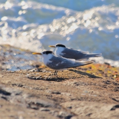 Thalasseus bergii (Crested Tern) at Tura Beach, NSW - 2 May 2018 by RossMannell