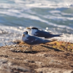 Thalasseus bergii at Tura Beach, NSW - 3 May 2018