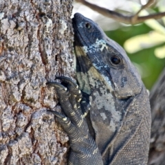 Varanus varius (Lace Monitor) at North Tura Coastal Reserve - 3 May 2018 by RossMannell