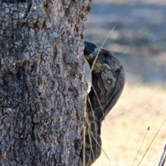 Varanus varius at Tura Beach, NSW - 3 May 2018