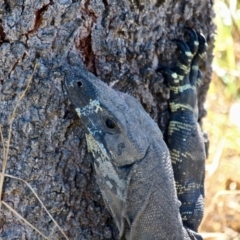 Varanus varius at Tura Beach, NSW - 3 May 2018