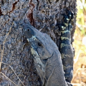 Varanus varius at Tura Beach, NSW - 3 May 2018