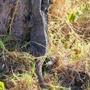 Varanus varius at Tura Beach, NSW - 3 May 2018