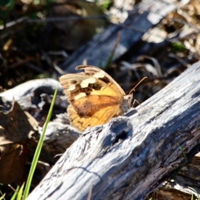 Heteronympha merope (Common Brown Butterfly) at Bournda National Park - 3 May 2018 by RossMannell