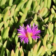 Carpobrotus glaucescens (Pigface) at Bournda National Park - 3 May 2018 by RossMannell