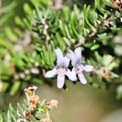 Westringia fruticosa (Native Rosemary) at Bournda National Park - 3 May 2018 by RossMannell