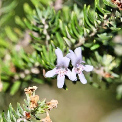 Westringia fruticosa (Native Rosemary) at Bournda National Park - 3 May 2018 by RossMannell