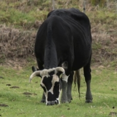 Bos taurus (Cattle) at Goobarragandra, NSW - 14 Feb 1998 by MichaelBedingfield