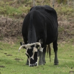 Bos taurus (Wild Cattle) at Goobarragandra, NSW - 13 Feb 1998 by michaelb