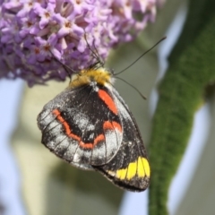 Delias nigrina (Black Jezebel) at Cobargo, NSW - 3 Oct 2015 by HarveyPerkins