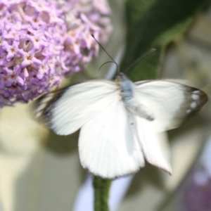 Delias nigrina at Cobargo, NSW - 4 Oct 2015