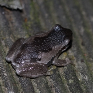 Litoria quiritatus at Cobargo, NSW - 3 Oct 2015 05:08 PM