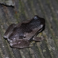 Litoria quiritatus (Screaming Tree Frog) at Cobargo, NSW - 3 Oct 2015 by HarveyPerkins