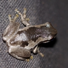 Litoria quiritatus at Cobargo, NSW - 3 Oct 2015 05:08 PM