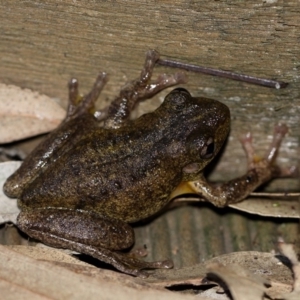 Litoria peronii at Cobargo, NSW - 3 Oct 2015 05:08 PM