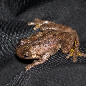 Litoria peronii at Cobargo, NSW - 3 Oct 2015 05:08 PM