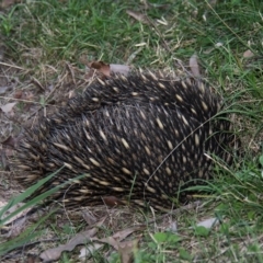 Tachyglossus aculeatus (Short-beaked Echidna) at Cobargo, NSW - 3 Oct 2015 by HarveyPerkins