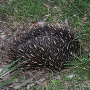 Tachyglossus aculeatus at Cobargo, NSW - 3 Oct 2015 03:45 PM